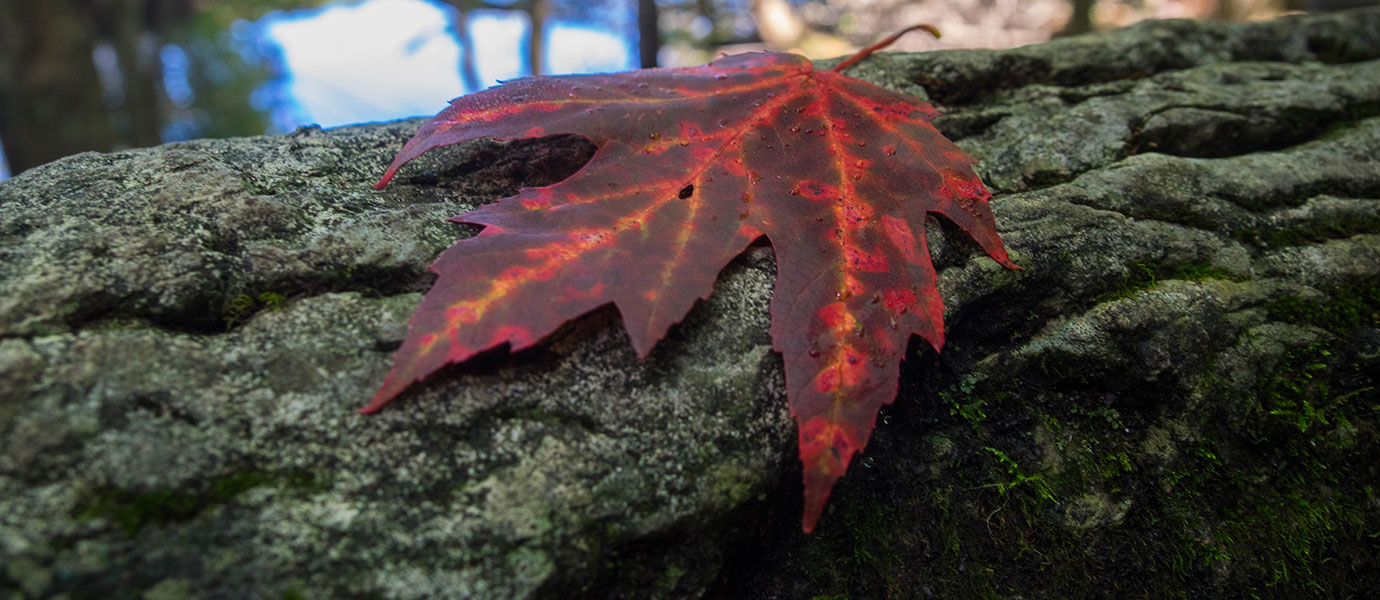 Fall leaf on tree trunk