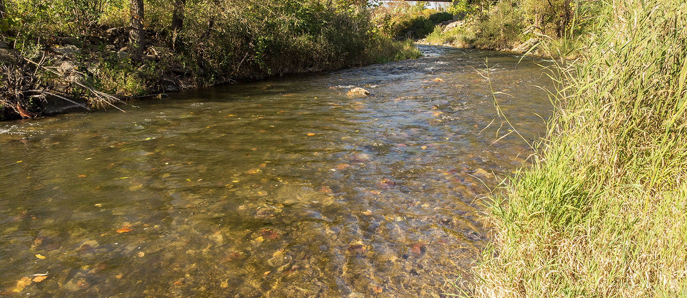 butternut creek
